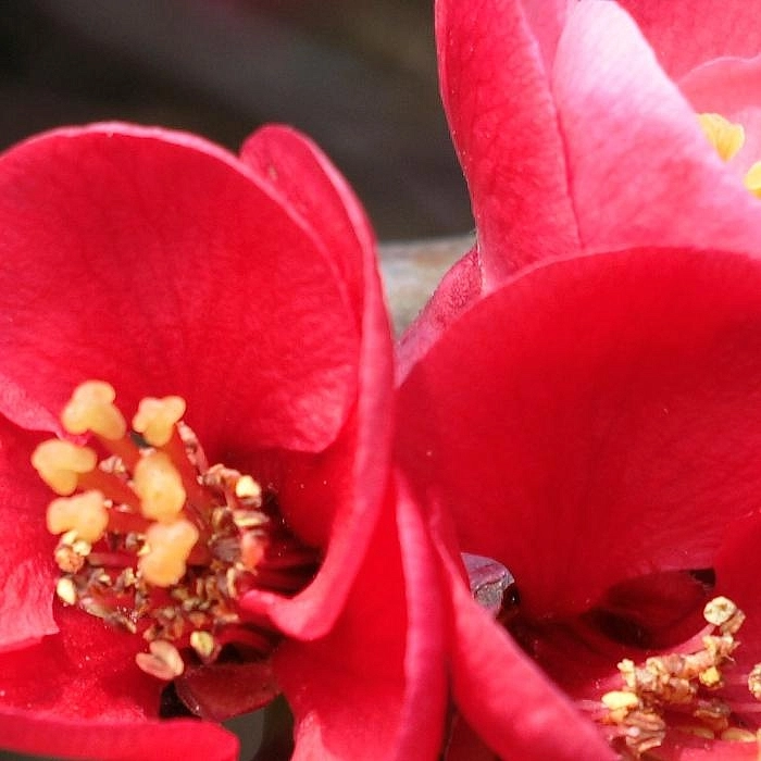 Айва японская 'Сарженти'