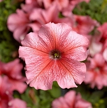 Петуния (сурфиния) гибридная 'Тритуния Салмон Вейнд' (лососевая с прожилками)