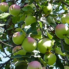 Яблоня домашняя 'Синап Орловский'