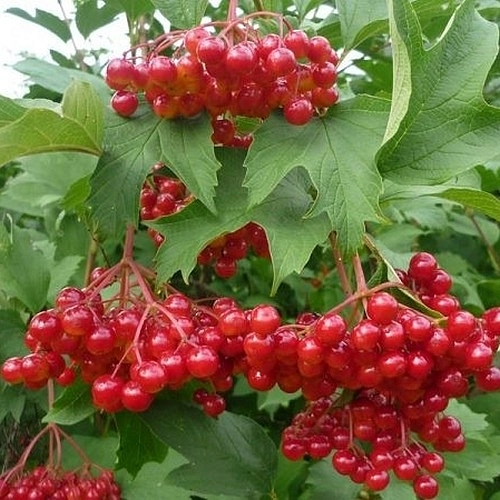 Калина плодовая 'Соузга'