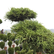 Можжевельник средний 'Олд Голд' Бонсай