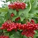 Калина плодовая 'Соузга'