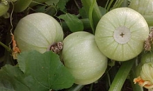 Кабачок 'Теща хлебосольная' F1