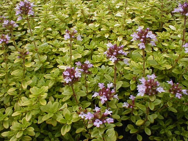 Тимьян лимоннопахнущий 'Ауреус'