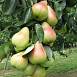 Груша колоновидная 'Сапфира'