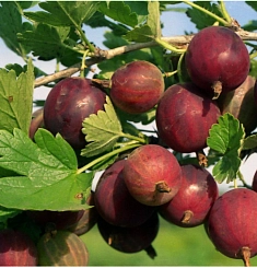 Крыжовник 'Пурмен'