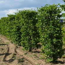 Боярышник сливолистный