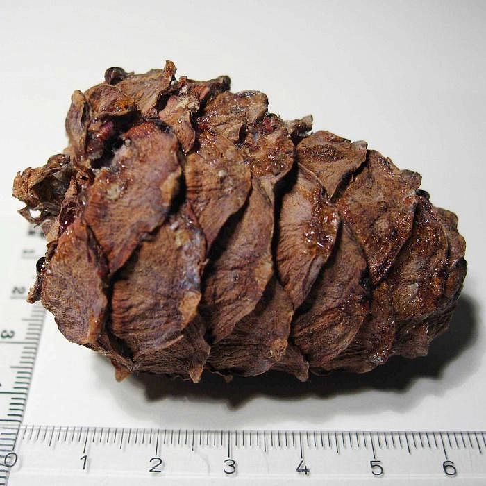 Сосна кедровая европейская