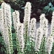 Лиатрис колосковый