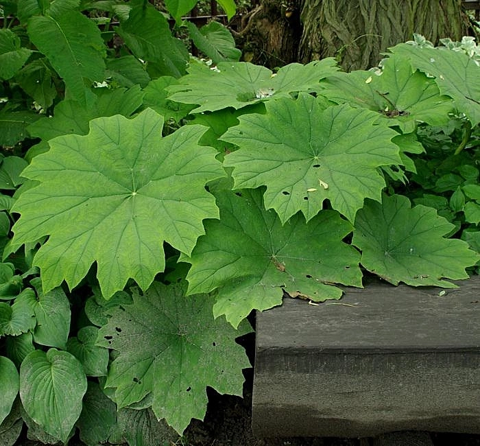 Астильбоидес пластинчатый