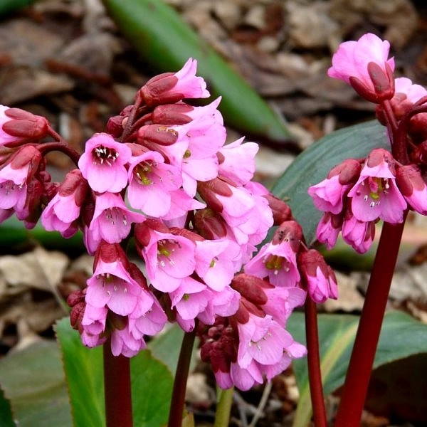 Бадан гибридный 'Рози Клос'