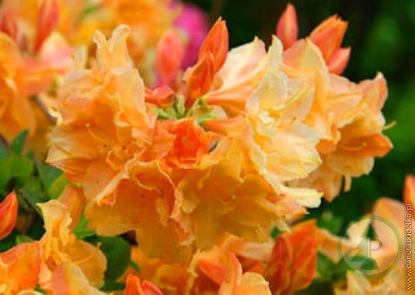 Рододендрон желтый (азалия) 'Чардаш' (оранжевый) Рододендрон желтый (азалия) 'Чардаш' (оранжевый)