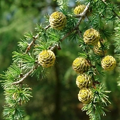Лиственница тонкочешуйчатая (японская)
