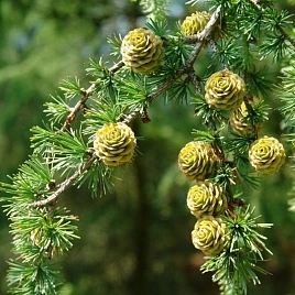 Лиственница тонкочешуйчатая (японская)