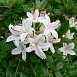 Рододендрон древовидный (азалия) (белый)