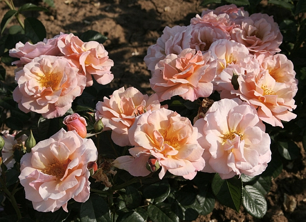 Роза 'Сентид Виспер' (почвопокровная) (коралово - персиковая)