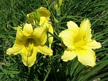 Лилейник поздний (Тунберга) 'Хэппи Ретернс'