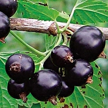 Смородина черная 'Деликатес'