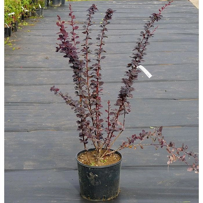 Барбарис оттавский 'Суперба'