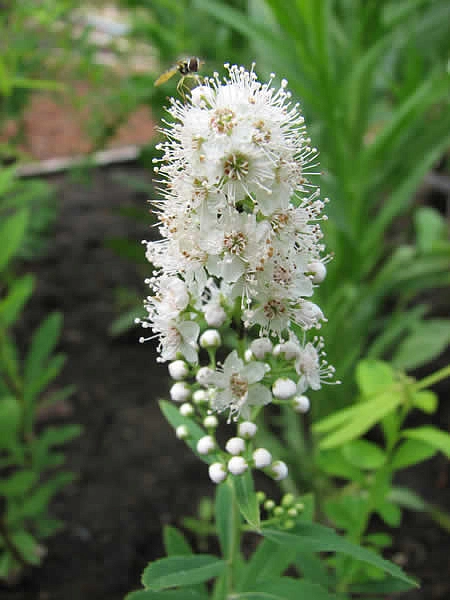 Спирея белая