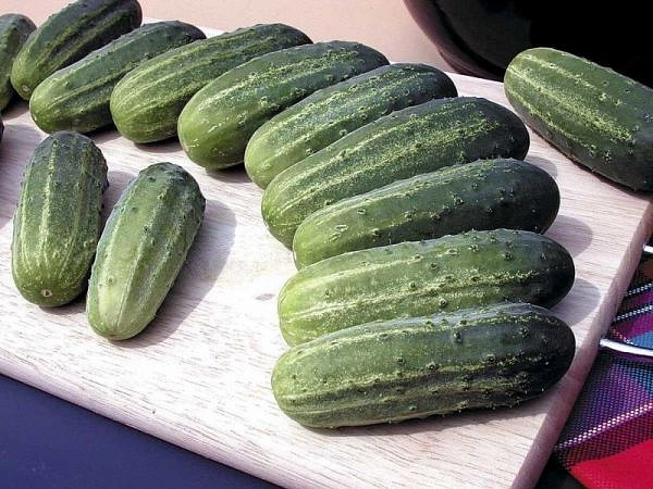 Огурец 'Аккорд'