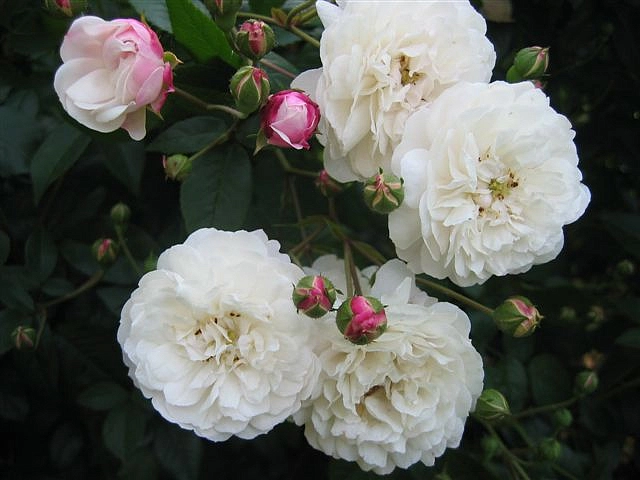 Роза 'Литтл Вайт Пет' (почвопокровная, флорибунда) (белая)