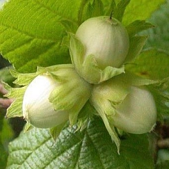 Фундук 'Первенец'