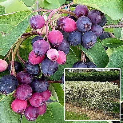 Ирга колосистая