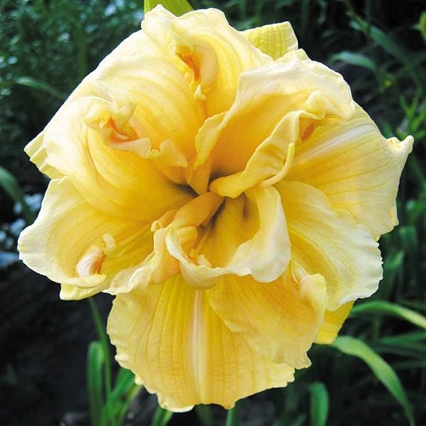 Лилейник гибридный 'Ванилла Флаф'