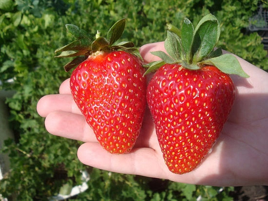 Земляника (клубника) 'Флавия'