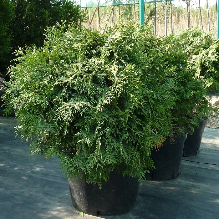 Туя западная 'Глобоза Компакта'