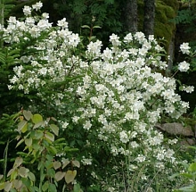 Чубушник Льюиса 'Ватертон'