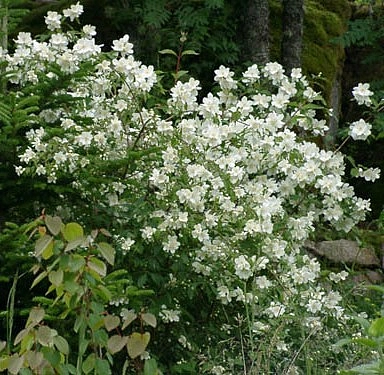 Чубушник Льюиса 'Ватертон'