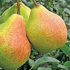 Груша 'Гера'