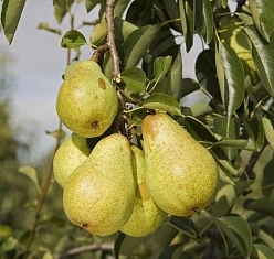 Груша 'Вильямс' Груша 'Вильямс'