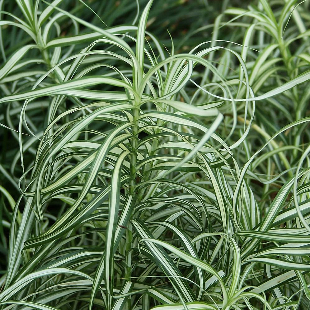 Осока пальмолистная 'Вариегата'