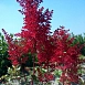 Астильба японская 'Ред Сентинел' (красная)