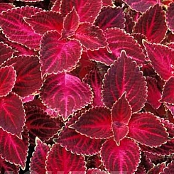 Колеус Блюма 'Визард Вельвет Ред' (красный)