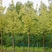 Клен остролистный 'Друммонди'