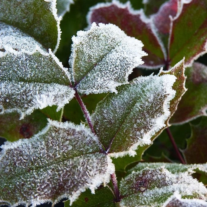 Магония падуболистная Магония падуболистная