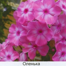Флокс метельчатый 'Оленька'