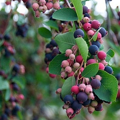 Ирга ольхолистная 'Хонивуд' 