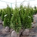 Туя западная 'Смарагд'