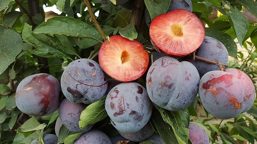 Слива колоновидная 'Бербанк'