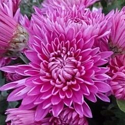 Хризантема корейская 'Седой генерал'