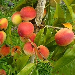 Персик 'Ранний Сычeва'