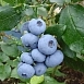 Голубика высокорослая 'Бонус' Голубика высокорослая 'Бонус'
