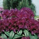 Рододендрон гибридный 'Полярнахт' (винно-пурпурный)