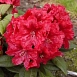 Рододендрон гибридный 'Эйджис' (красный)