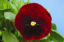 Виола рогатая 'Эдмайе Ред Блотч' (красная с глазком)